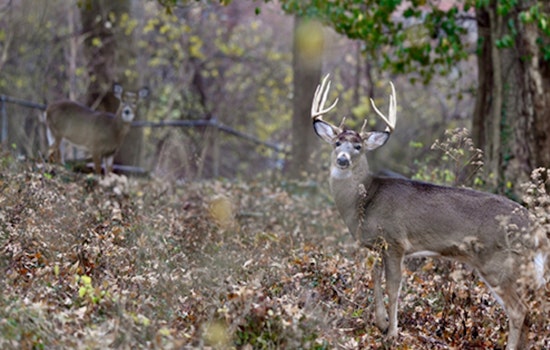 Ohio's Youth Deer Gun Season Sees Over 9,700 Harvested, Coshocton Leads County Count