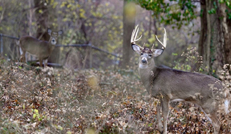 Ohio's Youth Deer Gun Season Sees Over 9,700 Harvested, Coshocton Leads County Count