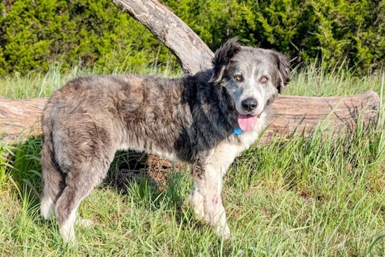 Oklahoma City Animal Welfare Invites Residents to Foster Shelter Dogs Over Holidays in "Home for the Holidays" Program