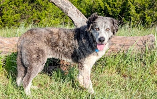 Oklahoma City Animal Welfare Invites Residents to Foster Shelter Dogs Over Holidays in "Home for the Holidays" Program