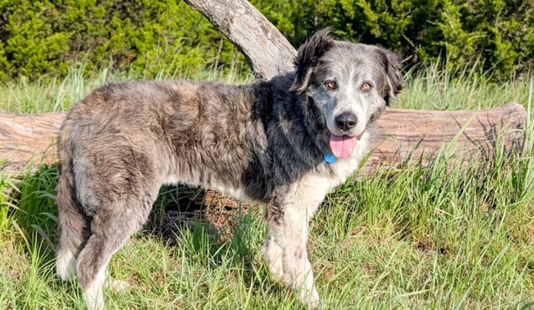 Oklahoma City Animal Welfare Invites Residents to Foster Shelter Dogs Over Holidays in "Home for the Holidays" Program