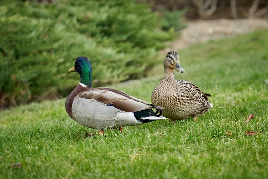 Oklahoma City Enhances Duck Hunting Access with Daily Blind Rentals at Lake Draper and Stinchcomb Refuge