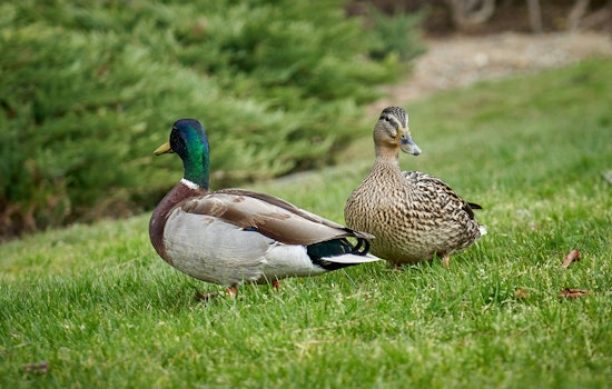 Oklahoma City Enhances Duck Hunting Access with Daily Blind Rentals at Lake Draper and Stinchcomb Refuge
