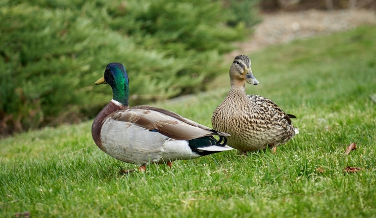 Oklahoma City Enhances Duck Hunting Access with Daily Blind Rentals at Lake Draper and Stinchcomb Refuge