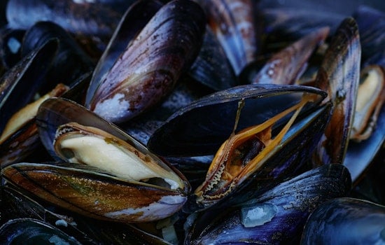 Oregon Authorities Close South Coast Mussel Harvesting Due to Toxin Concerns, Razor Clams Also Affected