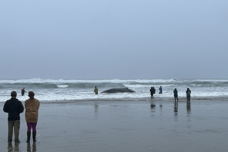 Oregon Community and Authorities Rally to Rescue Beached Humpback Whale in San Marine