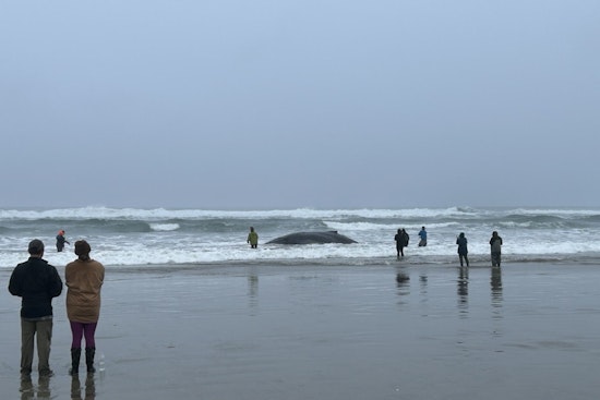 Oregon Community and Authorities Rally to Rescue Beached Humpback Whale in San Marine