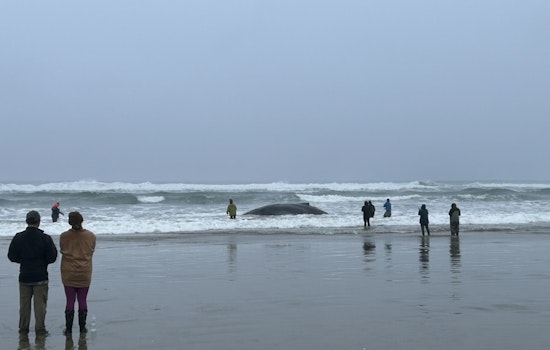 Oregon Community and Authorities Rally to Rescue Beached Humpback Whale in San Marine