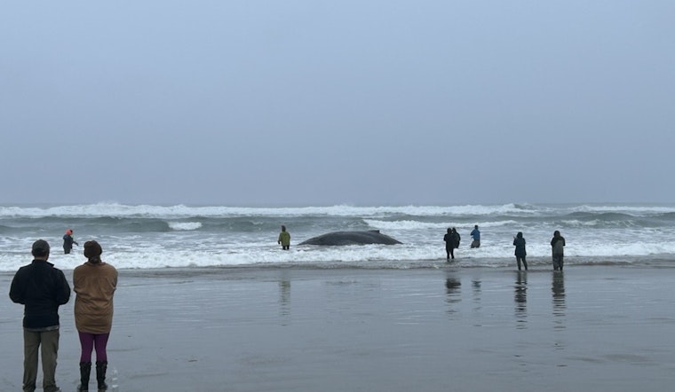Oregon Community and Authorities Rally to Rescue Beached Humpback Whale in San Marine