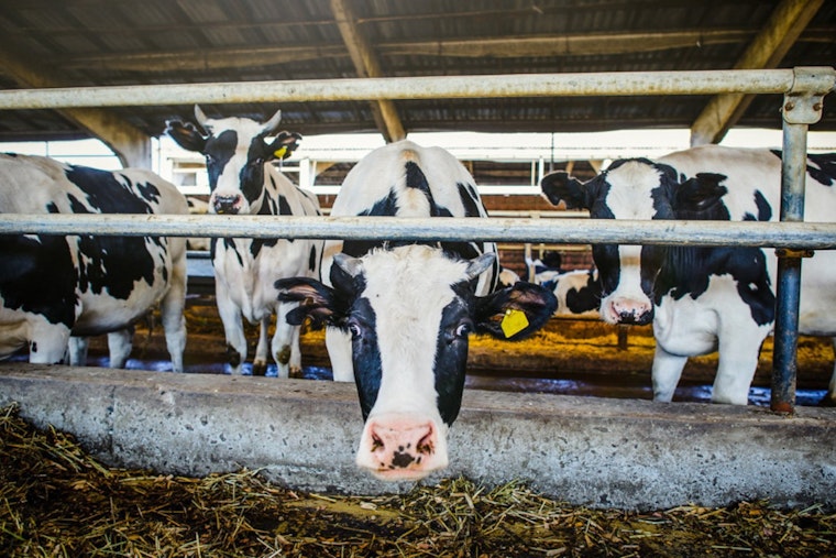 Oregon Department of Agriculture Stresses Vigilance Against Foot-and-Mouth Disease to Protect US Livestock Economy