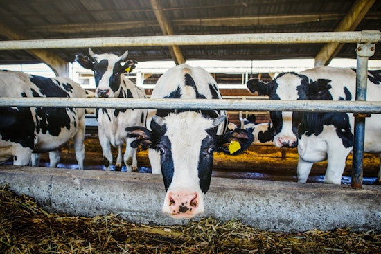 Oregon Department of Agriculture Stresses Vigilance Against Foot-and-Mouth Disease to Protect US Livestock Economy