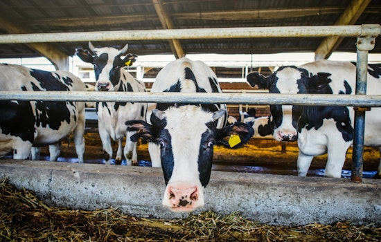Oregon Department of Agriculture Stresses Vigilance Against Foot-and-Mouth Disease to Protect US Livestock Economy