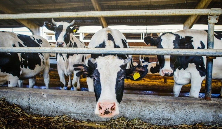 Oregon Department of Agriculture Stresses Vigilance Against Foot-and-Mouth Disease to Protect US Livestock Economy