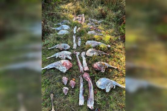 Oregon State Police Seek Public Help to Identify Suspects in Illegal Deer Dumping in Clackamas County