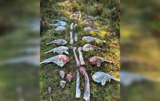 Oregon State Police Seek Public Help to Identify Suspects in Illegal Deer Dumping in Clackamas County