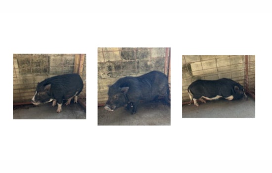 Pasco Sheriff's Office Seeks Owner of Three Lost Potbelly Pigs in Hudson