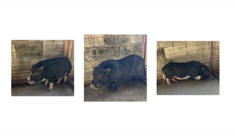 Pasco Sheriff's Office Seeks Owner of Three Lost Potbelly Pigs in Hudson