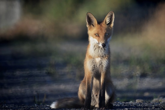 Rabies Alert in Bexar County — Two More Infected Foxes Found as 2025 Cases Rise to 22