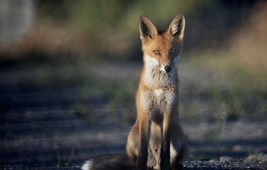 Rabies Alert in Bexar County — Two More Infected Foxes Found as 2025 Cases Rise to 22