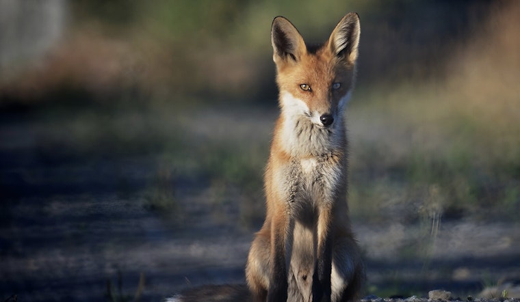 Rabies Alert in Bexar County — Two More Infected Foxes Found as 2025 Cases Rise to 22