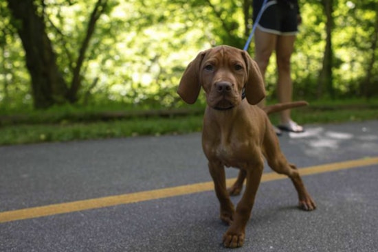 Raleigh City Council Approves Key Segments of Big Branch Greenway Connector Trail to Enhance Outdoor Connectivity