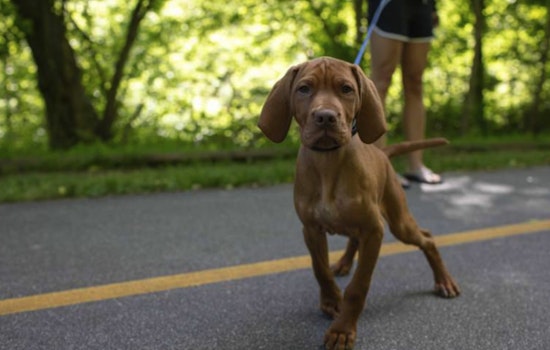 Raleigh City Council Approves Key Segments of Big Branch Greenway Connector Trail to Enhance Outdoor Connectivity