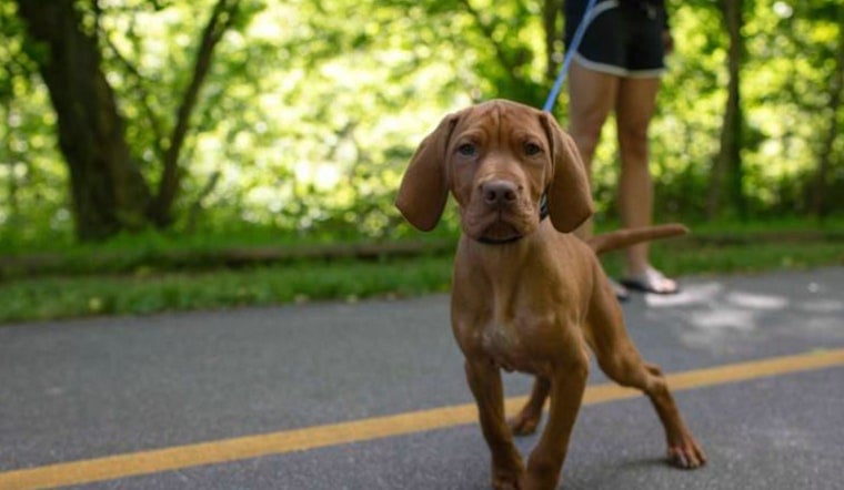 Raleigh City Council Approves Key Segments of Big Branch Greenway Connector Trail to Enhance Outdoor Connectivity