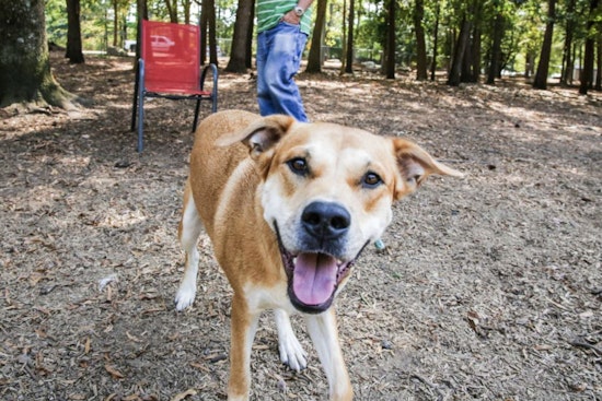 Raleigh's Moore Square Dog Park Closure Extended with Grand Opening Planned for January 2026