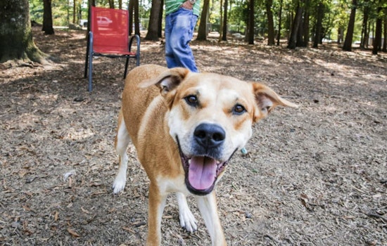 Raleigh's Moore Square Dog Park Closure Extended with Grand Opening Planned for January 2026