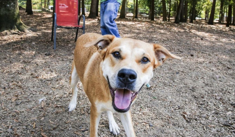 Raleigh's Moore Square Dog Park Closure Extended with Grand Opening Planned for January 2026