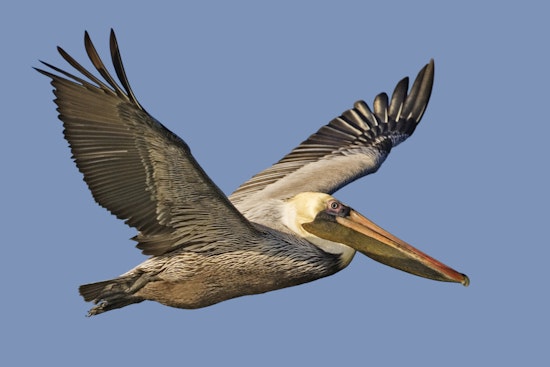 Rare Bird Species Stoke Excitement and Environmental Concerns in New York