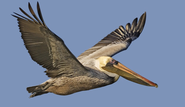 Rare Bird Species Stoke Excitement and Environmental Concerns in New York