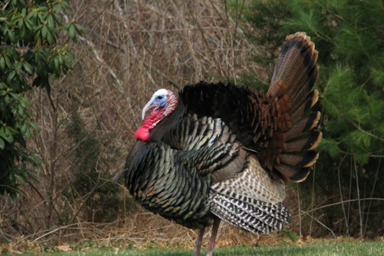 Runaway Humble Turkey Trash-Talks Deputy, Struts Off Scot-Free
