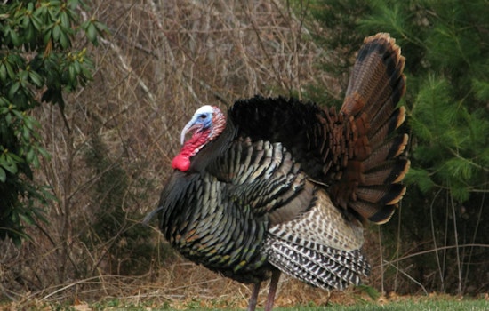 Runaway Humble Turkey Trash-Talks Deputy, Struts Off Scot-Free