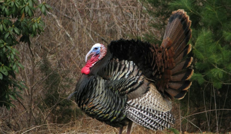 Runaway Humble Turkey Trash-Talks Deputy, Struts Off Scot-Free