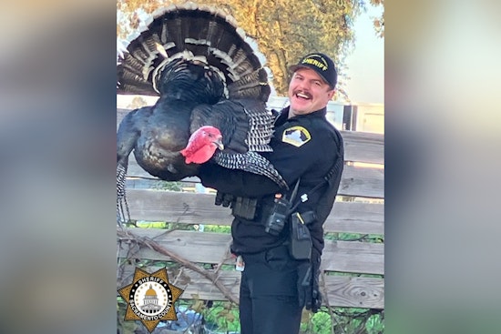 Sacramento ‘Connected’ Turkey Takes Holiday Stroll, Gets Cop Escort Back To Coop