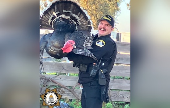 Sacramento ‘Connected’ Turkey Takes Holiday Stroll, Gets Cop Escort Back To Coop