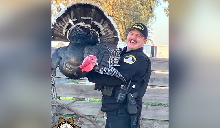 Sacramento ‘Connected’ Turkey Takes Holiday Stroll, Gets Cop Escort Back To Coop