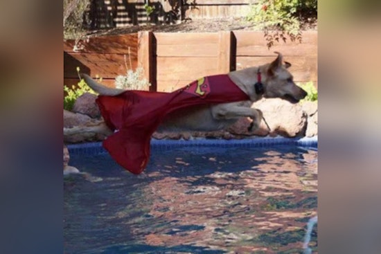 Sacramento County Mourns the Loss of Beloved K9 Astro, a Folsom Dam Security Bureau Stalwart