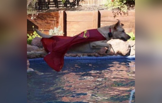 Sacramento County Mourns the Loss of Beloved K9 Astro, a Folsom Dam Security Bureau Stalwart