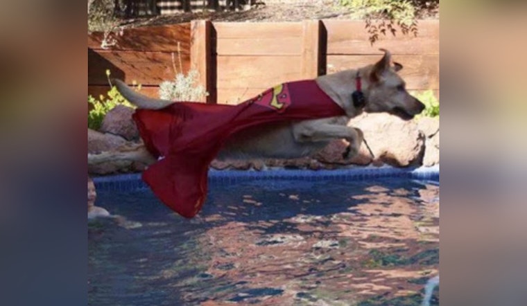 Sacramento County Mourns the Loss of Beloved K9 Astro, a Folsom Dam Security Bureau Stalwart