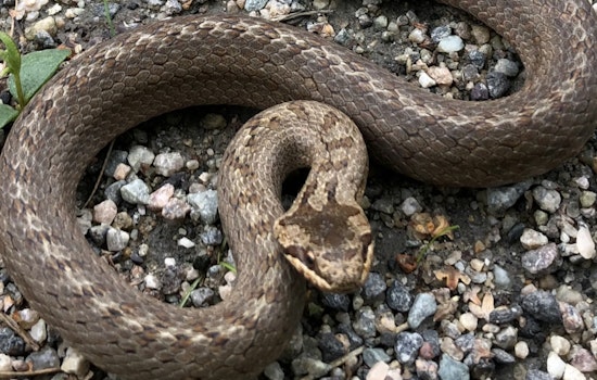 Sacramento Sprawl Showdown Puts California’s State Snake On The Line
