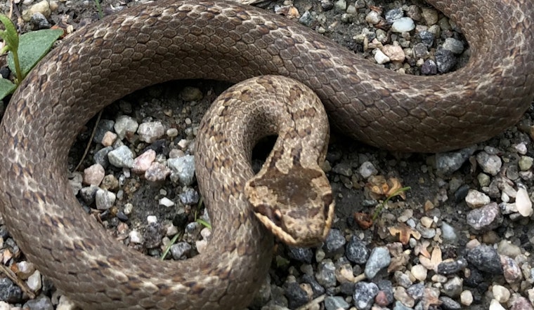Sacramento Sprawl Showdown Puts California’s State Snake On The Line