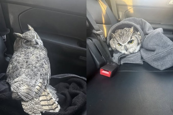 Salt Lake City Officers Turn Wildlife Heroes, Rescue Injured Owl After Traffic Mishap