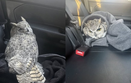 Salt Lake City Officers Turn Wildlife Heroes, Rescue Injured Owl After Traffic Mishap