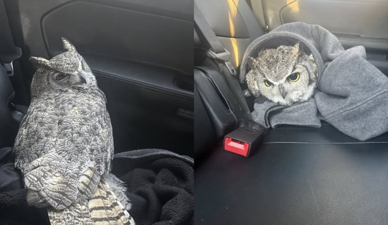 Salt Lake City Officers Turn Wildlife Heroes, Rescue Injured Owl After Traffic Mishap