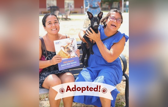 San Antonio Honors Military Service Members with Free Pet Adoptions for Veterans Day