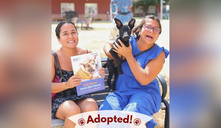 San Antonio Honors Military Service Members with Free Pet Adoptions for Veterans Day