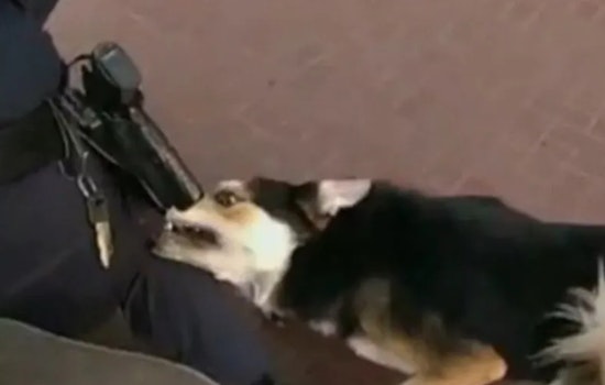 San Francisco Man and His Dog Wounded in Officer-Involved Shooting on Market Street