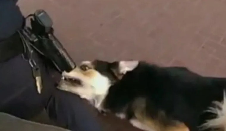 San Francisco Man and His Dog Wounded in Officer-Involved Shooting on Market Street